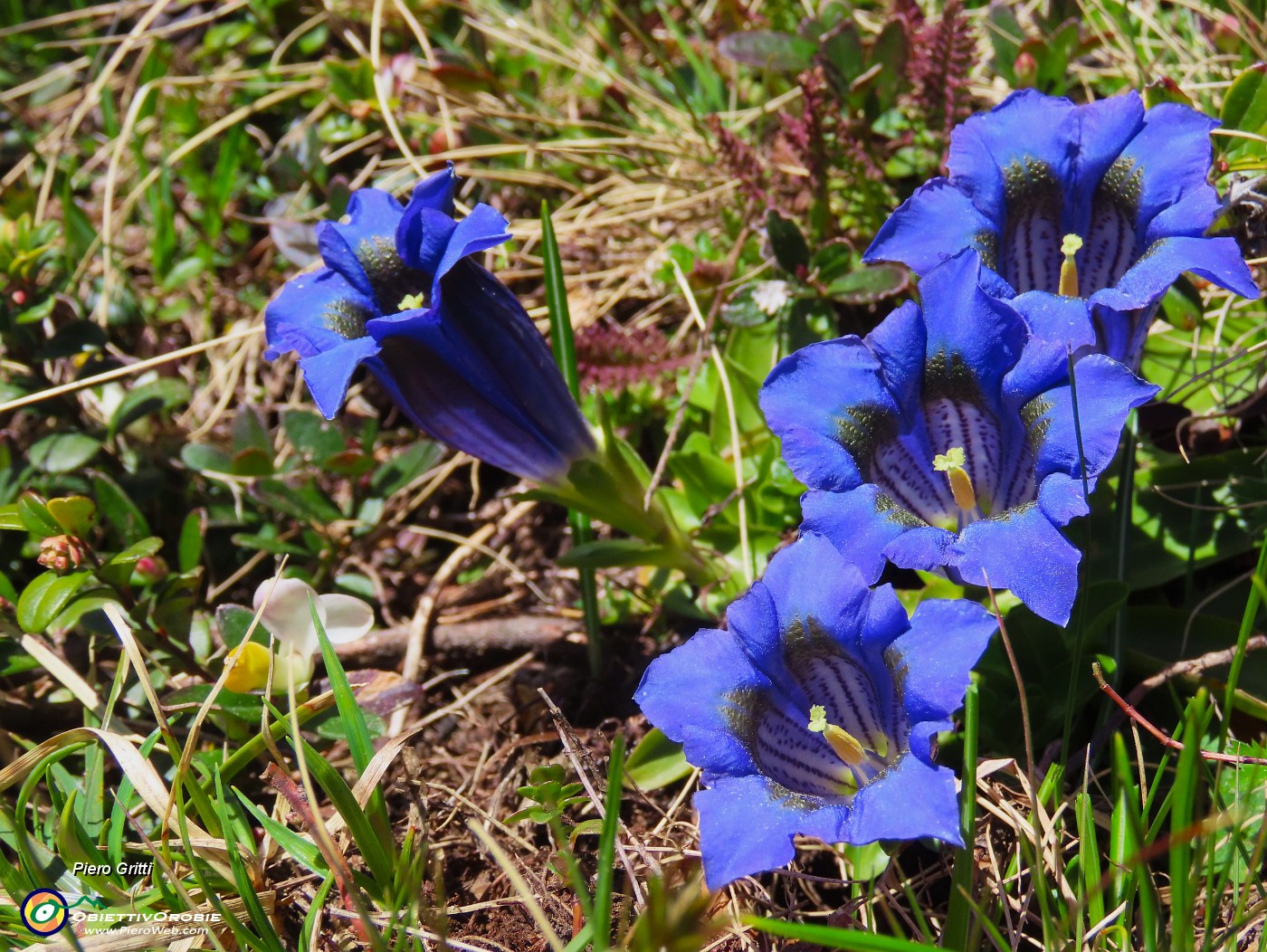 67 Gentiana acaulis (Genziana di  Koch).JPG